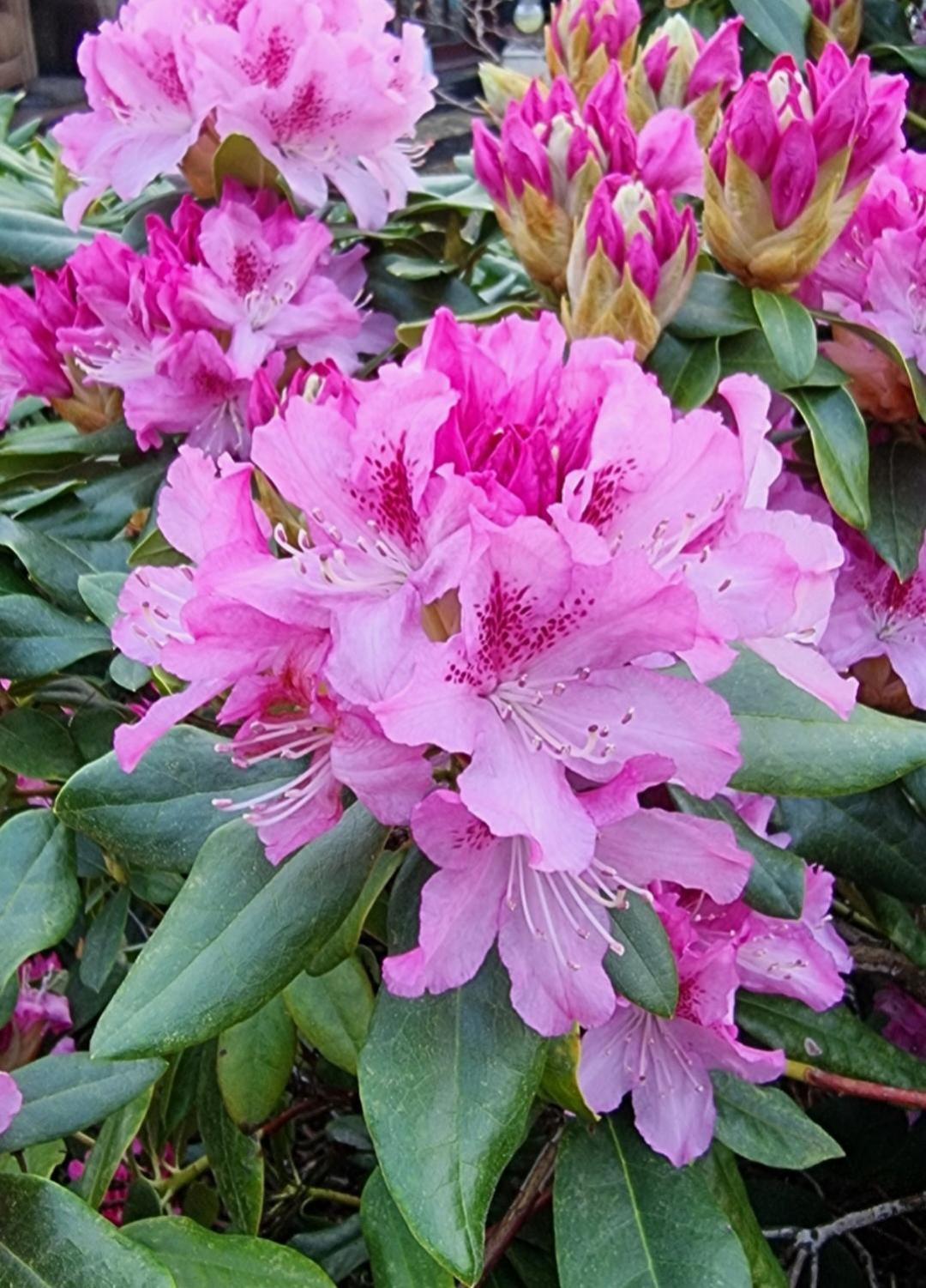 Briston Begonia Cottage מראה חיצוני תמונה